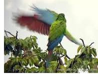 Colombia_aves_0