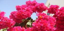Flores de Sevilla