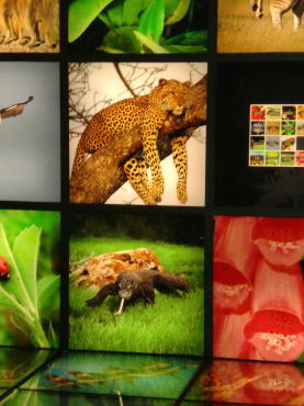 imagen en el Centro de la Biodiversidad