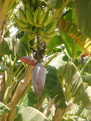 Plátanos en un patio del Palacio