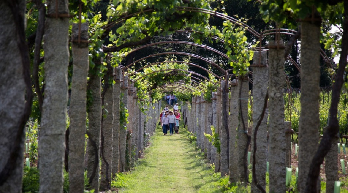 Ruta del Vino Ribeiro