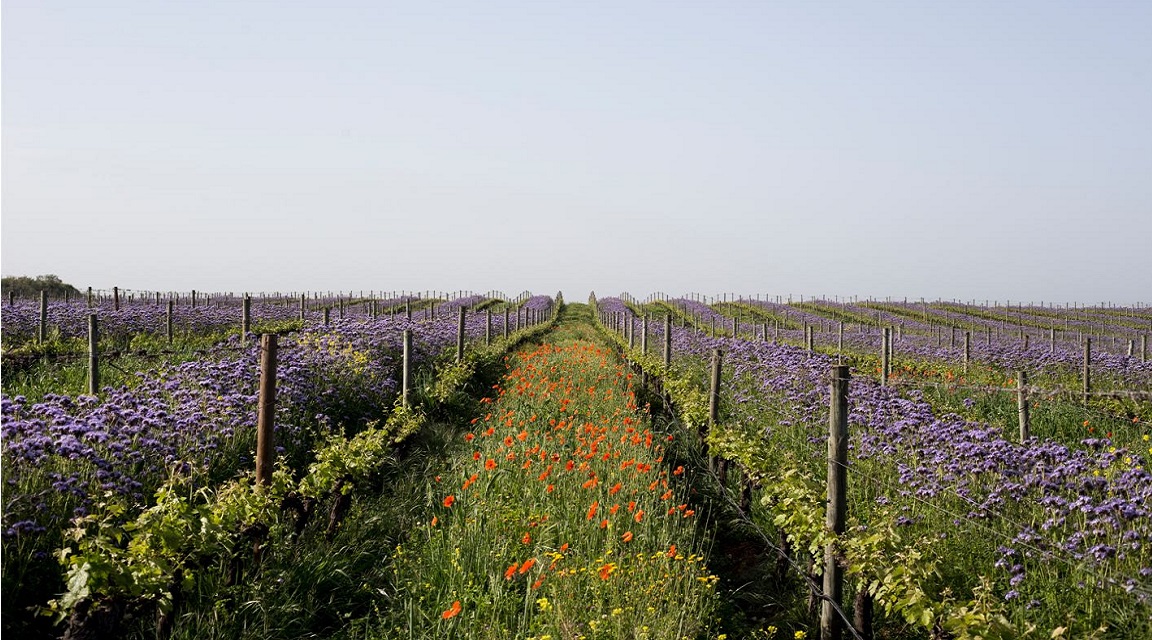 Alentejo lavanda