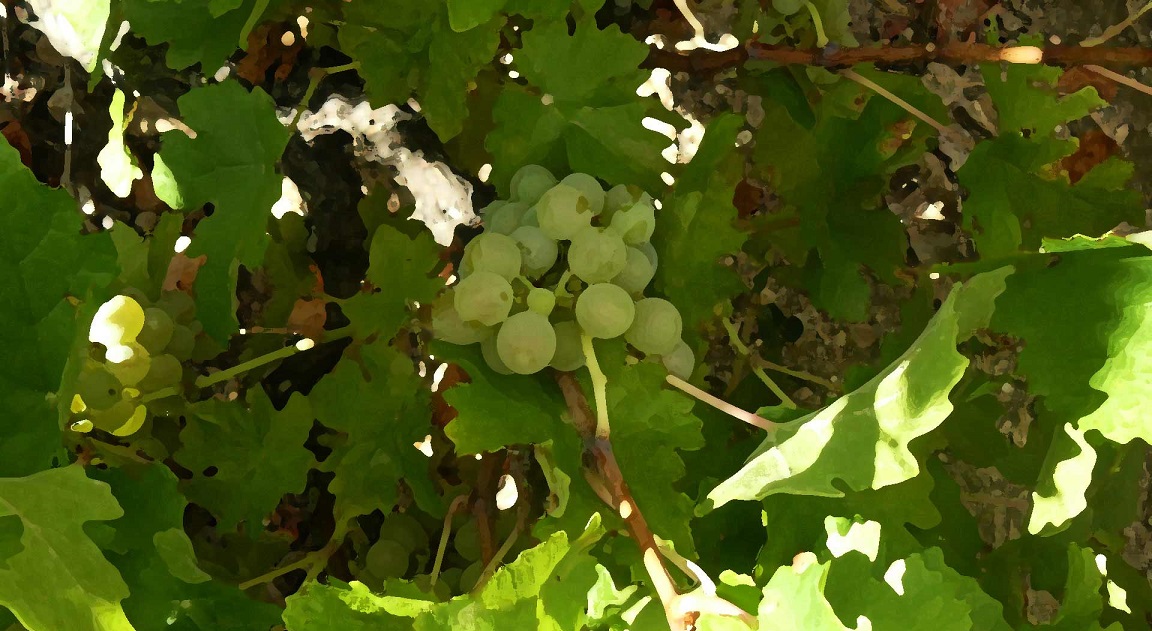 DOP Sierra de Salamanca