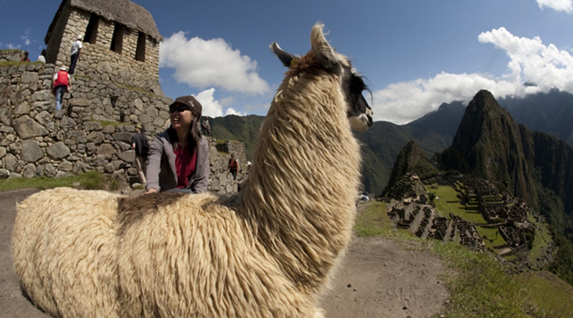 Perú - Llama