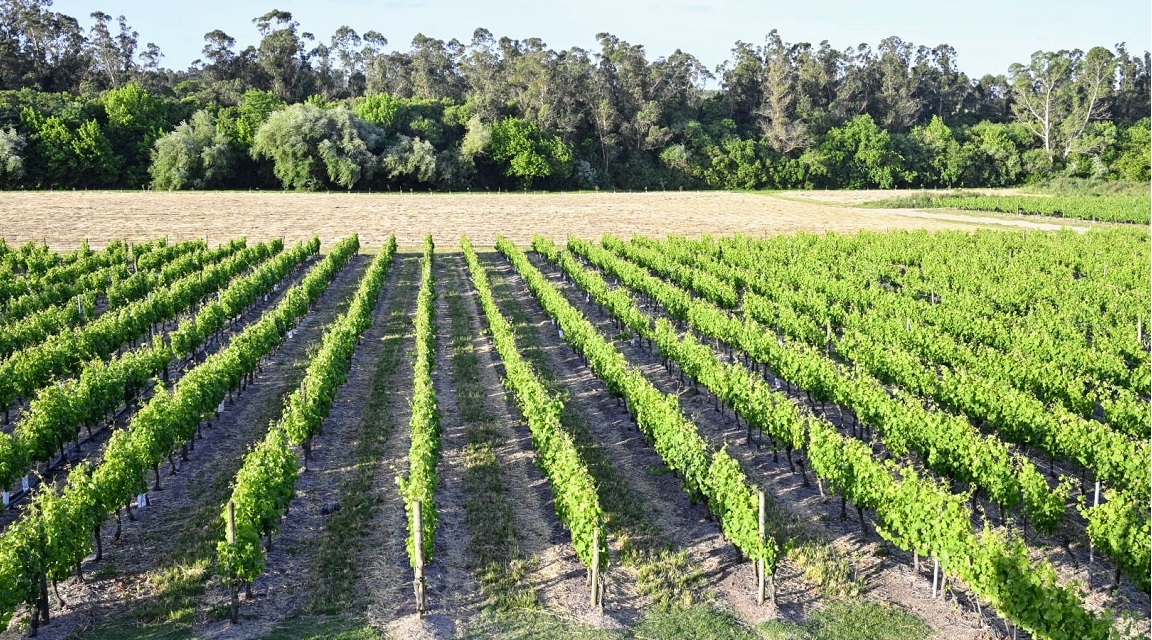 Enoturismo Uruguay