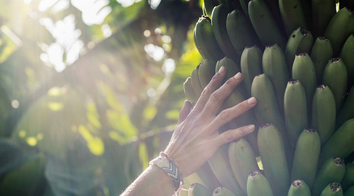 Canarias platanos