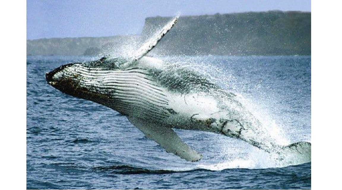 Ecuador Ballenas