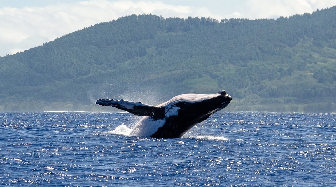 Tahiti ballena