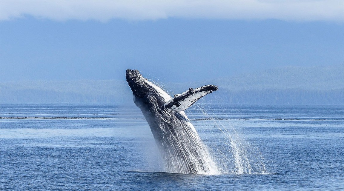 Chile Ballena Estrecho de Magallanes