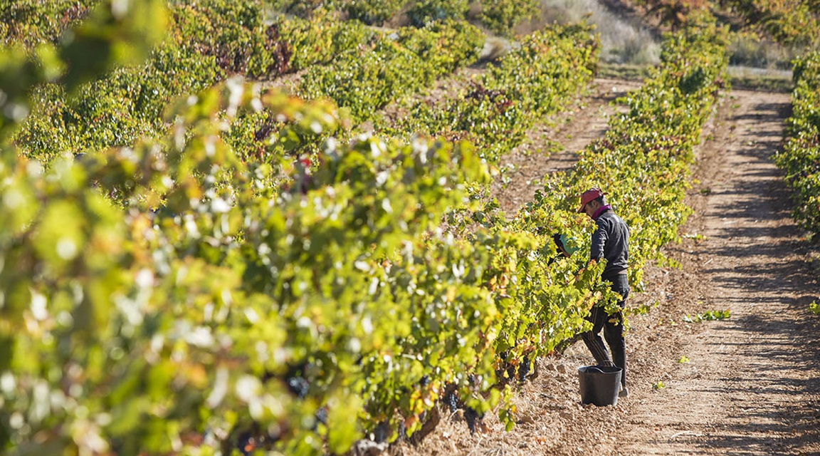 Ribera_del_Duero_Vinedos