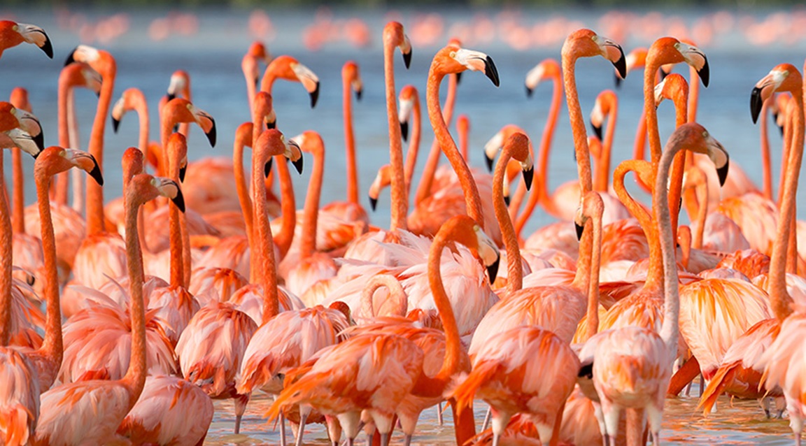 Flamencos - Yucatán