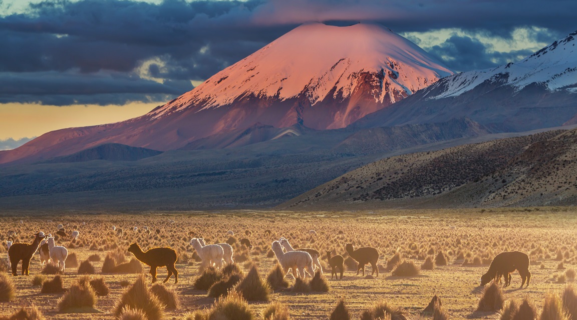 Bolivia llamas