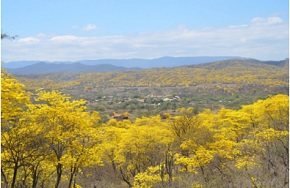 guayacanes