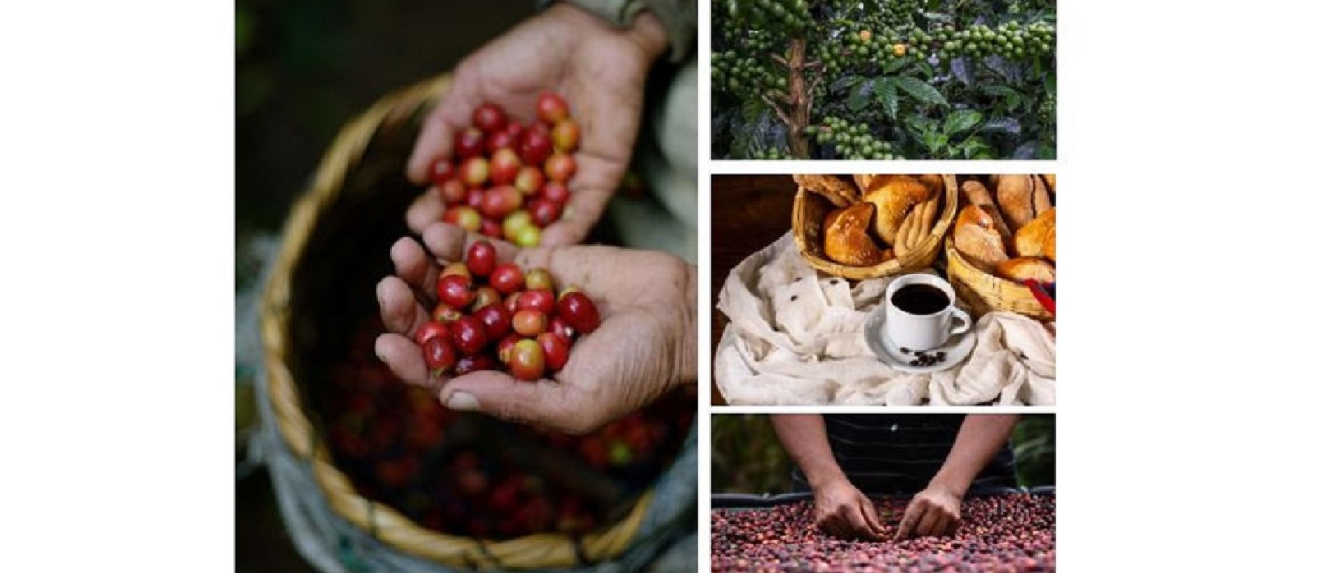 Los mejores cafés del mundo, en Centroamérica Expreso